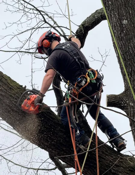 tree services trimming branch