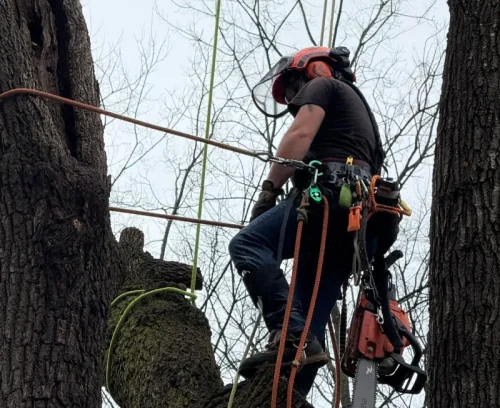 tree trimming services man harnessed to trunk hazel green al bottom