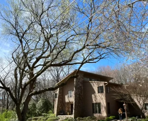 utility clearance power lines near branches bottom